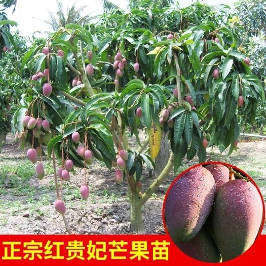 灵山县金煌芒果苗 嫁接芒果树苗南方北方种植澳芒四季芒
红象牙金煌芒当年结果