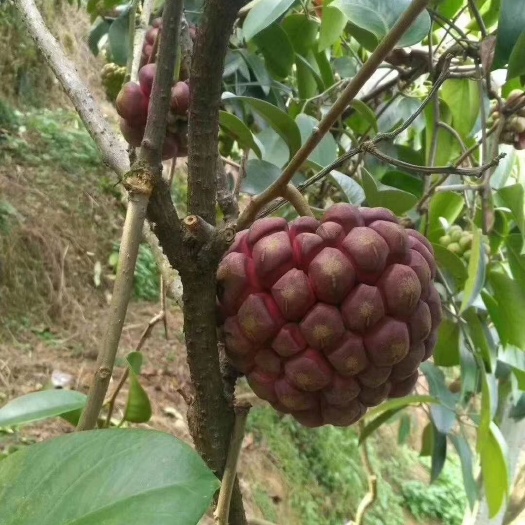 灵山县粉红黑老虎苗   黑老虎苗布福娜苗种植一年就挂果成活率高易