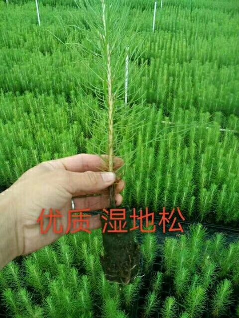 灵山县广西优质油松湿地松美国松马尾松树苗轻基质杯带泥发货包邮