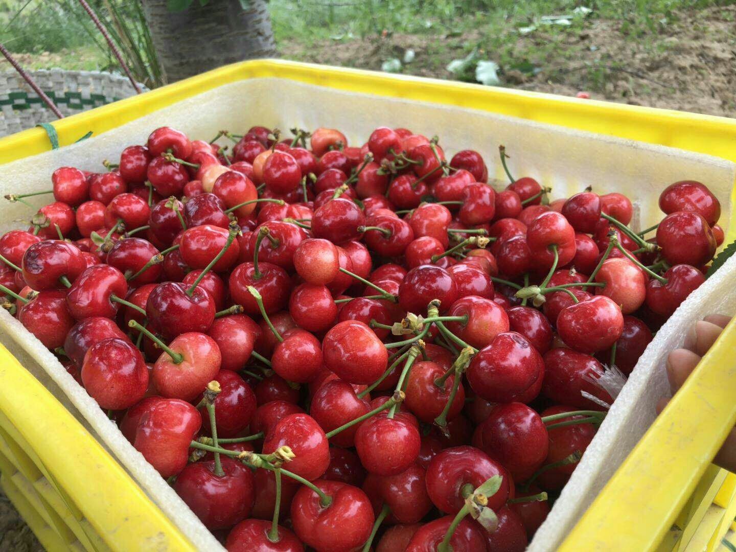  兩百多畝櫻桃核桃蘋果家庭農(nóng)場種植基地直銷現(xiàn)摘現(xiàn)發(fā)品質(zhì)保證