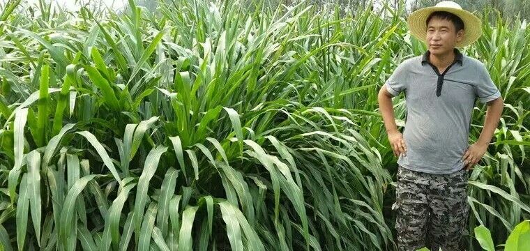 沭阳县 墨西哥玉米草种子