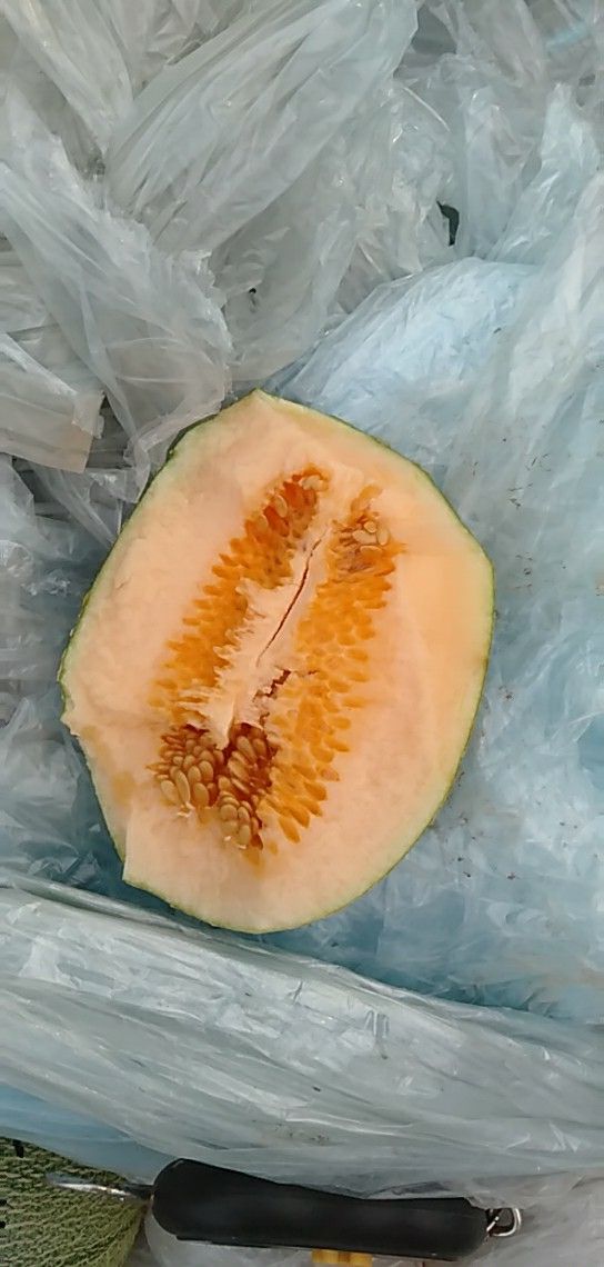  甜瓜
