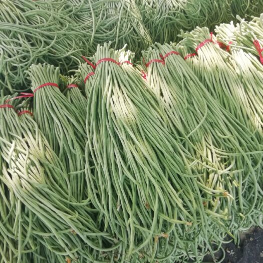 莘县架豆王豆角 刚上市的鲜货，一级精品