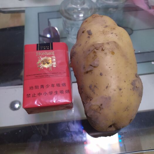 望都县 806土豆