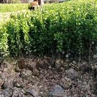周至县陕西北海道黄杨，黄杨树，冬青黄杨直销，陕西黄杨，营养钵北海道