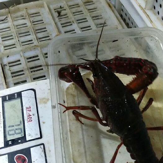 长沙望城小龙虾 人工养殖