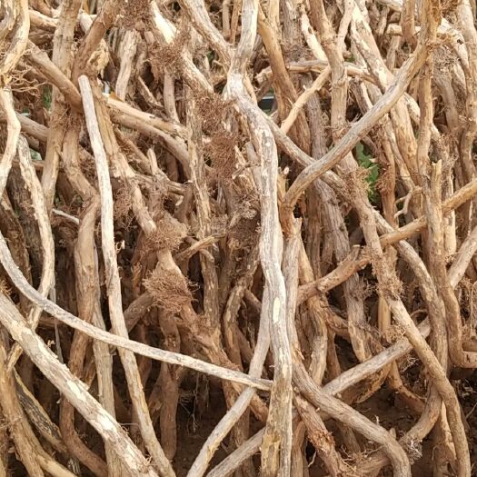 沭阳县凌霄苗 爬藤花卉美国凌霄