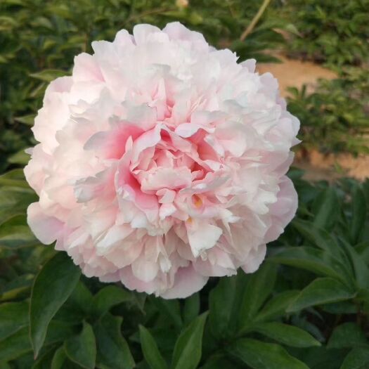 鄄城县 精品观赏芍药大量供应中