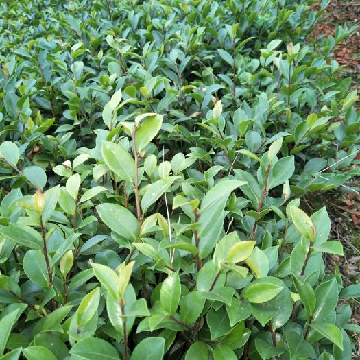 长沙 茶梅工程小苗