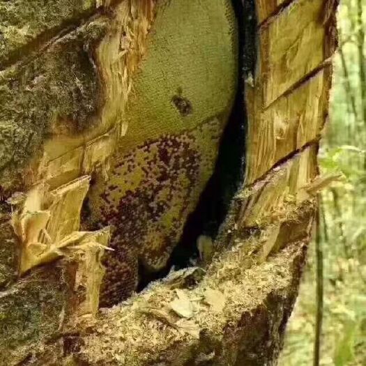 思茅 蜂巢蜜