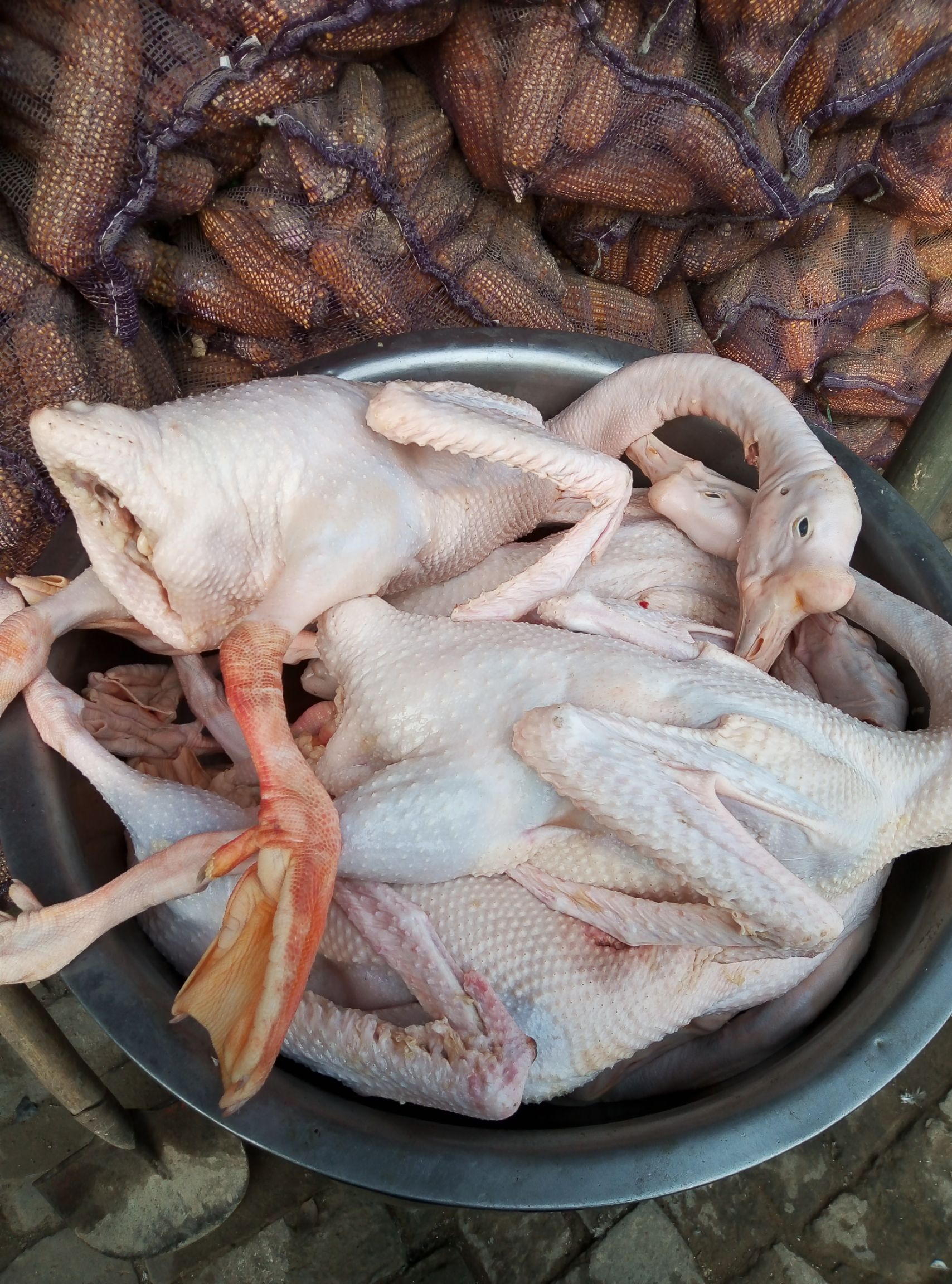 白条鹅  常年批发散养黄油老鹅，适合地锅炖铁锅农村一手货源，