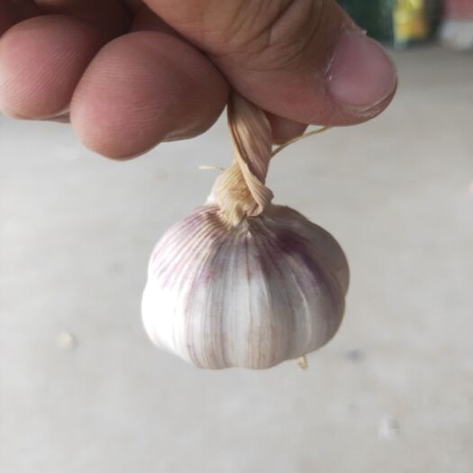 邳州市邳州大蒜 混级统货 多瓣蒜