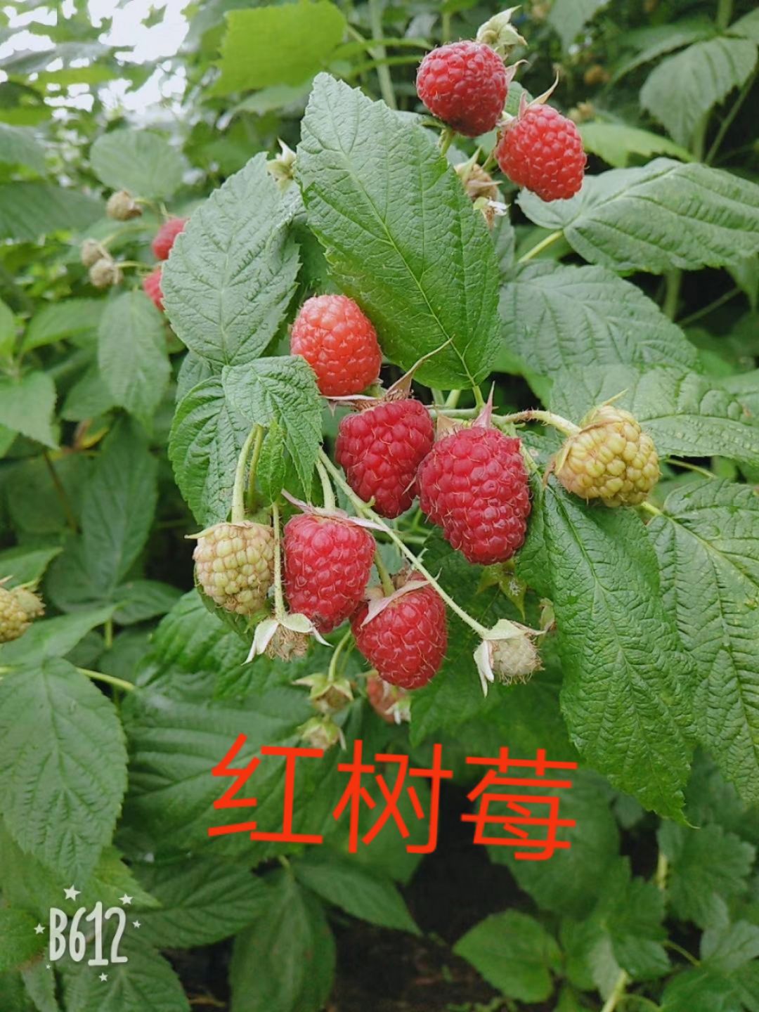 白山 树莓苗一品红树莓苗