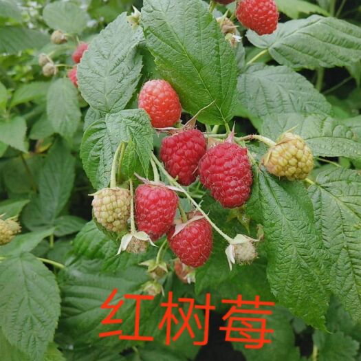 白山 树莓苗一品红树莓苗