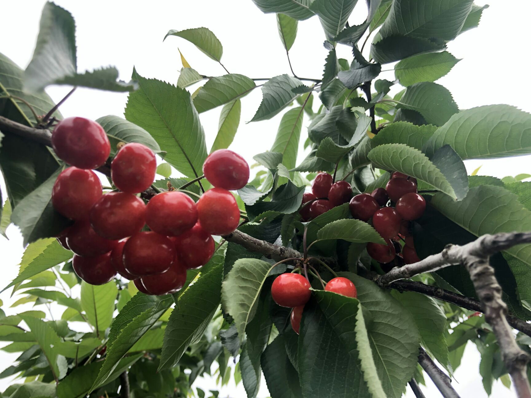  兩百多畝櫻桃核桃蘋果家庭農(nóng)場種植基地直銷現(xiàn)摘現(xiàn)發(fā)品質(zhì)保證