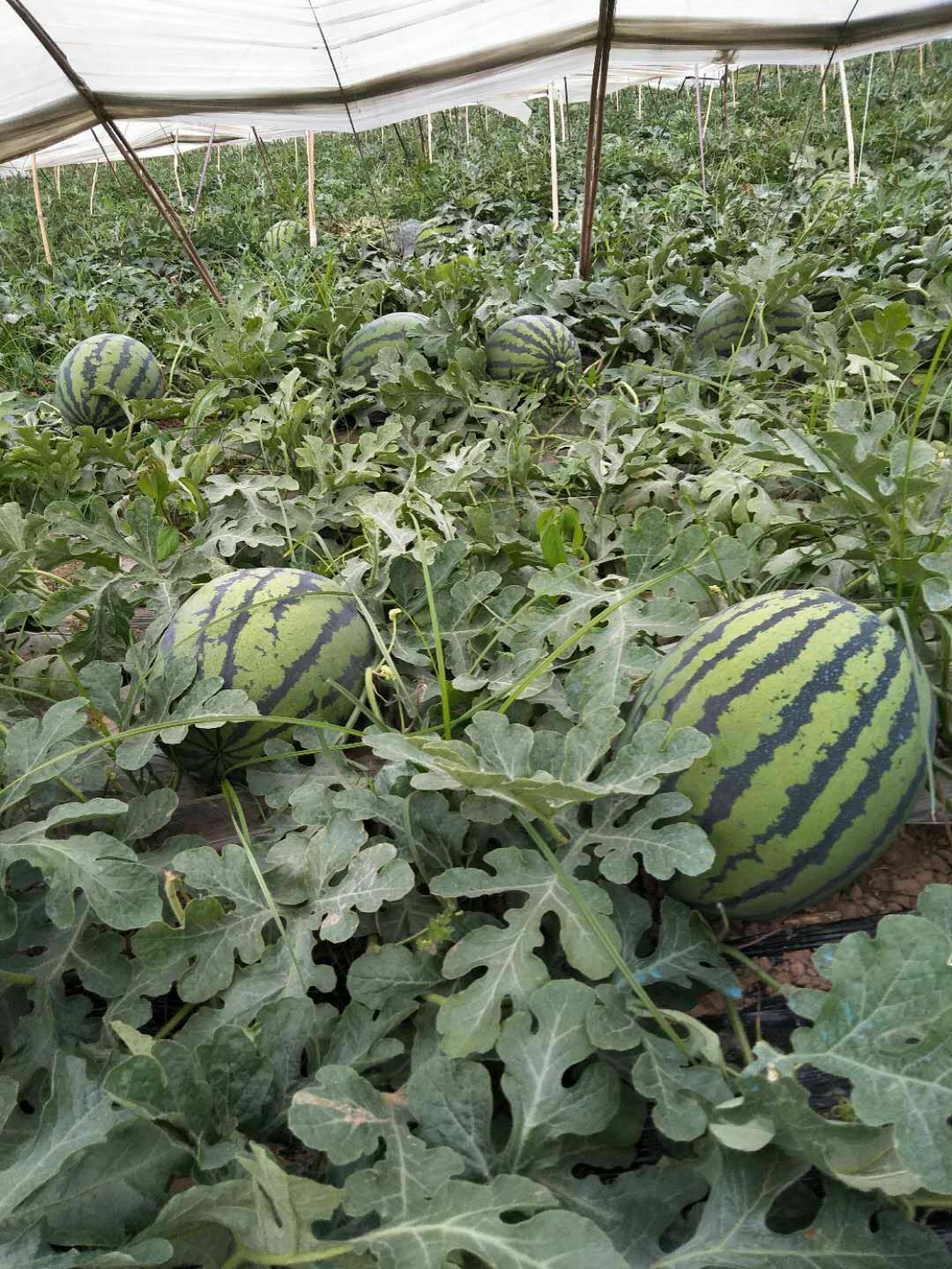 15斤打底甜王西瓜