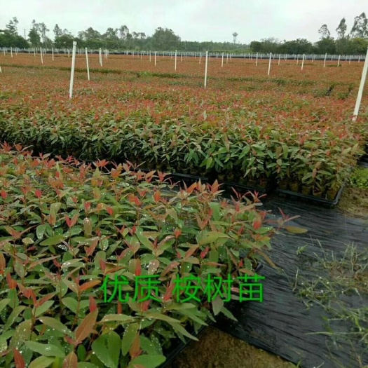 灵山县广西速生桉树苗H3229262728雷11广州1轻基质杯包邮