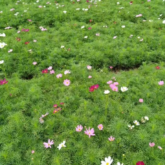 青州市波斯菊草花