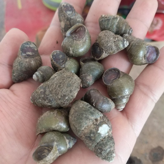 南昌县 新鲜螺蛳，长期供应，各种规格，下单前，先来电确定