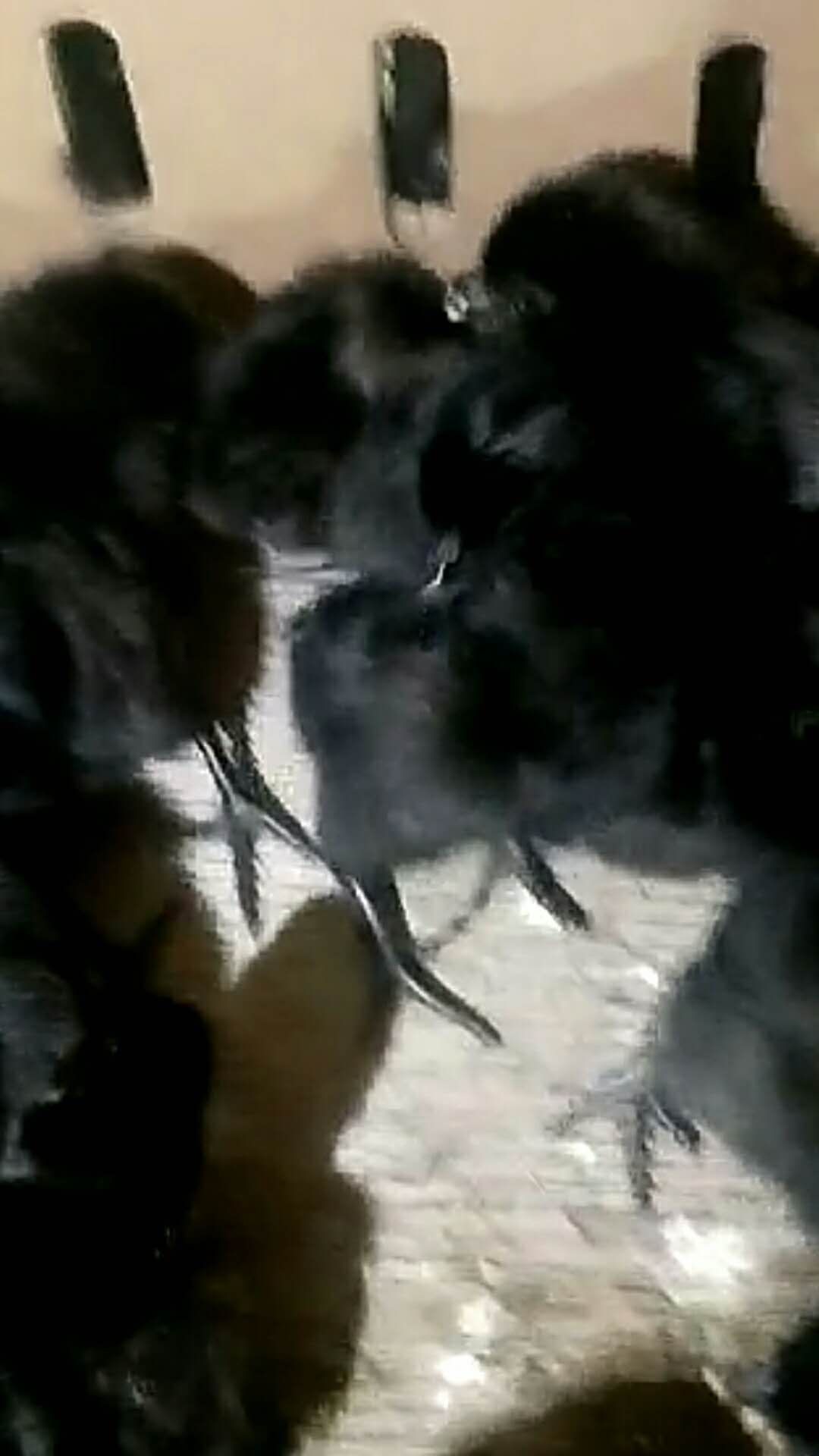  五黑鸡苗-热售.预售-脱温五黑母苗-脱温五黑高产母苗-预售