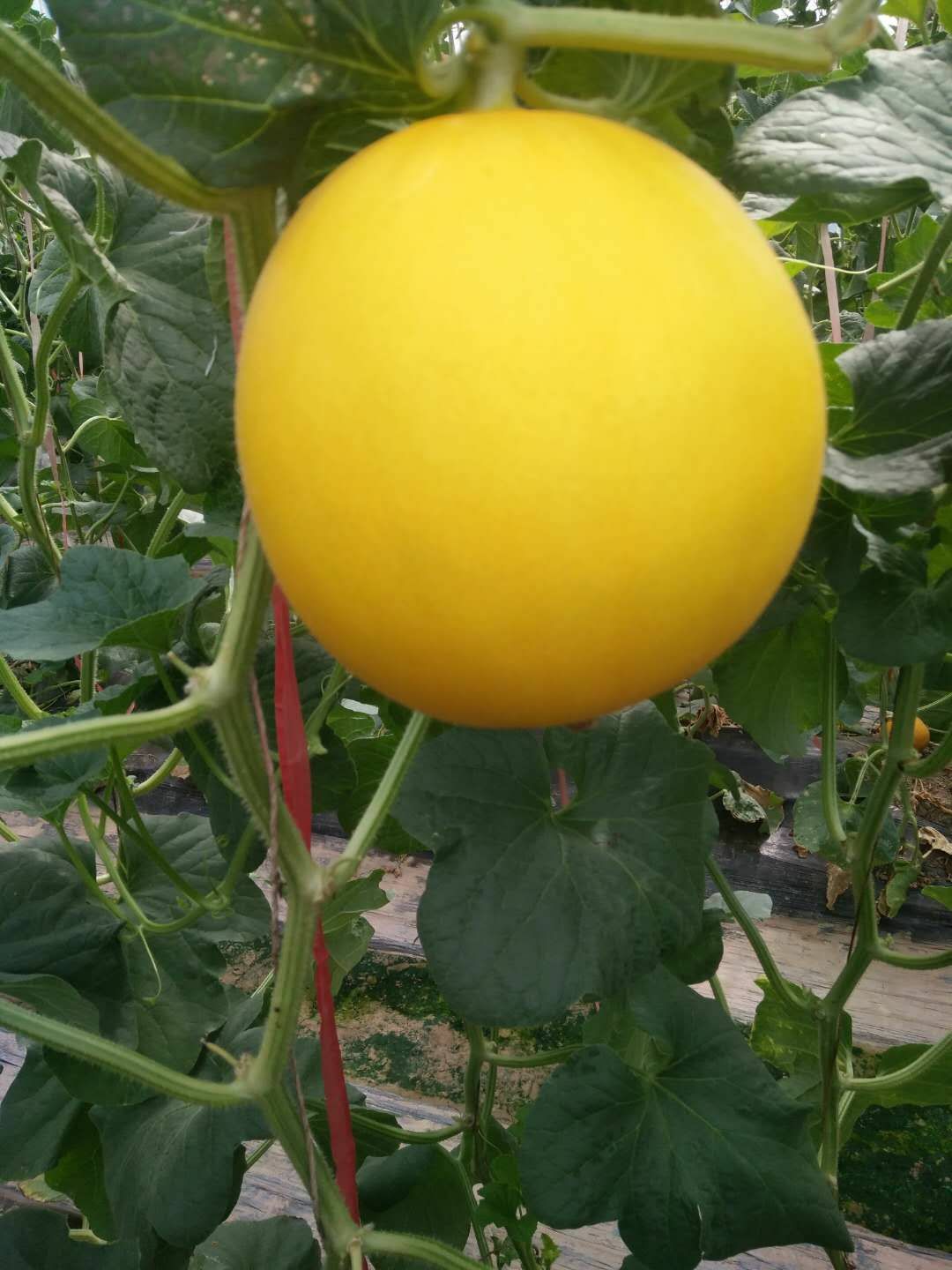  甜瓜