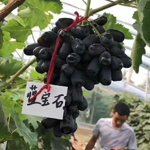 灵山县 甜蜜蓝宝石阳光玫瑰葡萄苗树当年结果庭院地栽盆栽四季南北方种