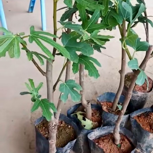 灵山县红心无花果苗