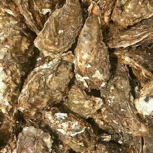 庄河市 生蚝海蛎批发烧烤蛎牡蛎