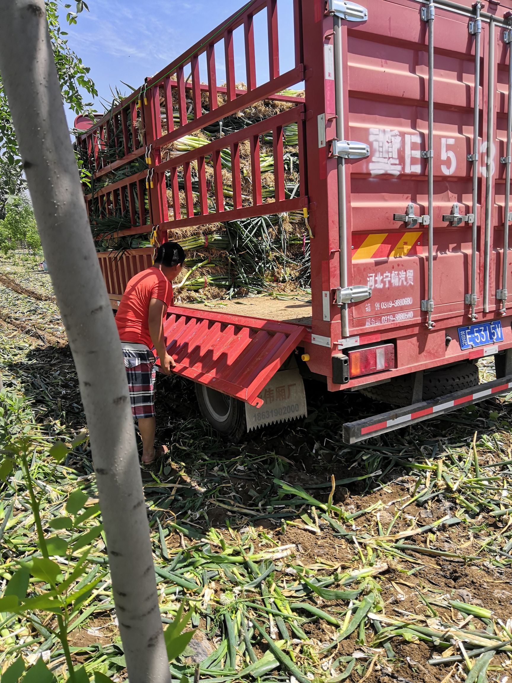 羊角蔥 產(chǎn)地直銷一手貨源實力代辦