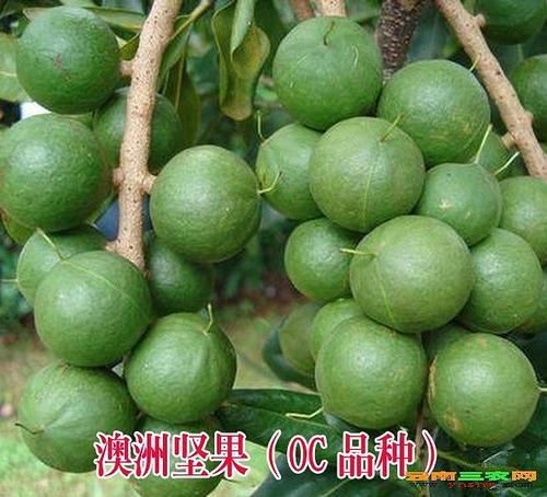 崇左夏威夷果苗