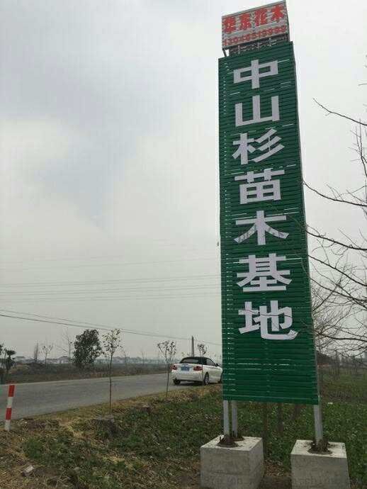 盐城 品质优良东台中山杉价格  盐城天翔中山杉植物研究所供应