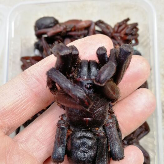 广州豆虫 大蜘蛛黑蜘蛛食用昆虫