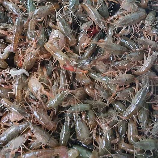 监利市监利小龙虾 2到4钱批的越多优惠就越多