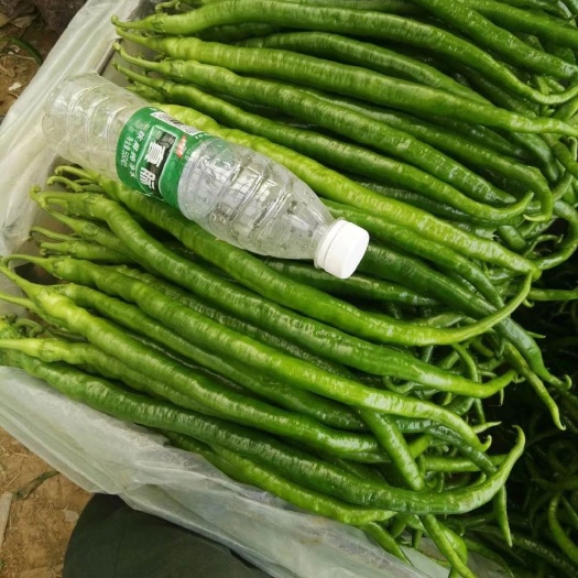 兰陵县 精品线椒