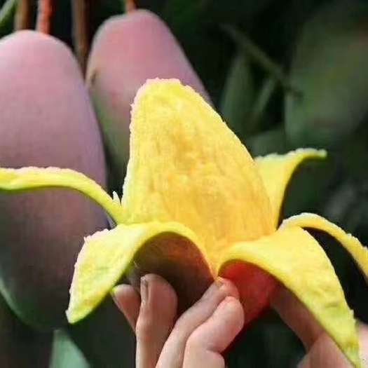 灵山县 芒果苗