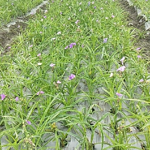 崇州市草花 紫露草40-60公分高