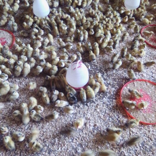 南宁蛋鸭苗 诚信至上，质量保证，技术指导，代办托运，运死包赔，放心购货