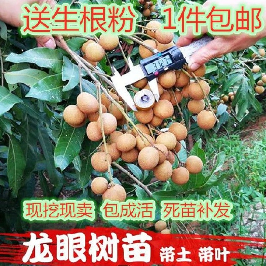 灵山县石峡龙眼苗 龙眼树果苗包邮广西发货正宗嫁接桂圆树果苗储
良石破龙眼树苗