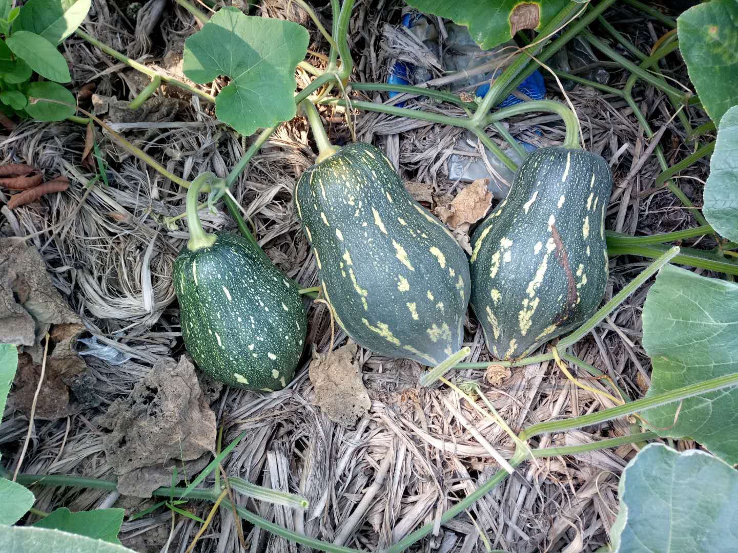 香芋南瓜种子 香芋南瓜