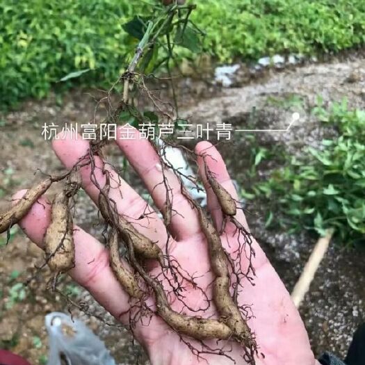 杭州 三叶青苗