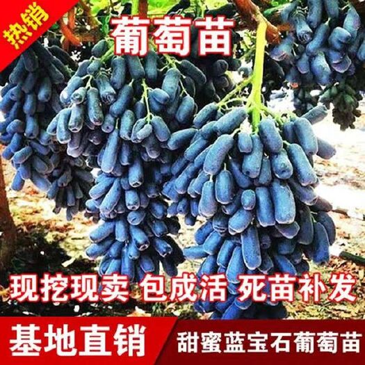 灵山县 嫁接甜蜜蓝宝石葡萄苗南方北方种植盆栽地栽当年
结果葡萄树苗