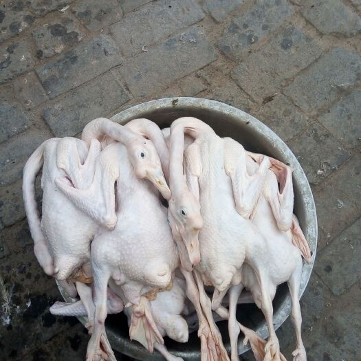 聊城白条鹅  常年批发散养黄油老鹅，适合地锅炖铁锅农村一手货源，