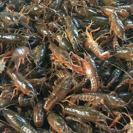 潜江市潜江小龙虾 潜江稻田虾 规格硬 包物流