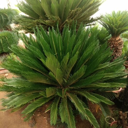 平邑县苏铁 大多头铁树特大铁树
