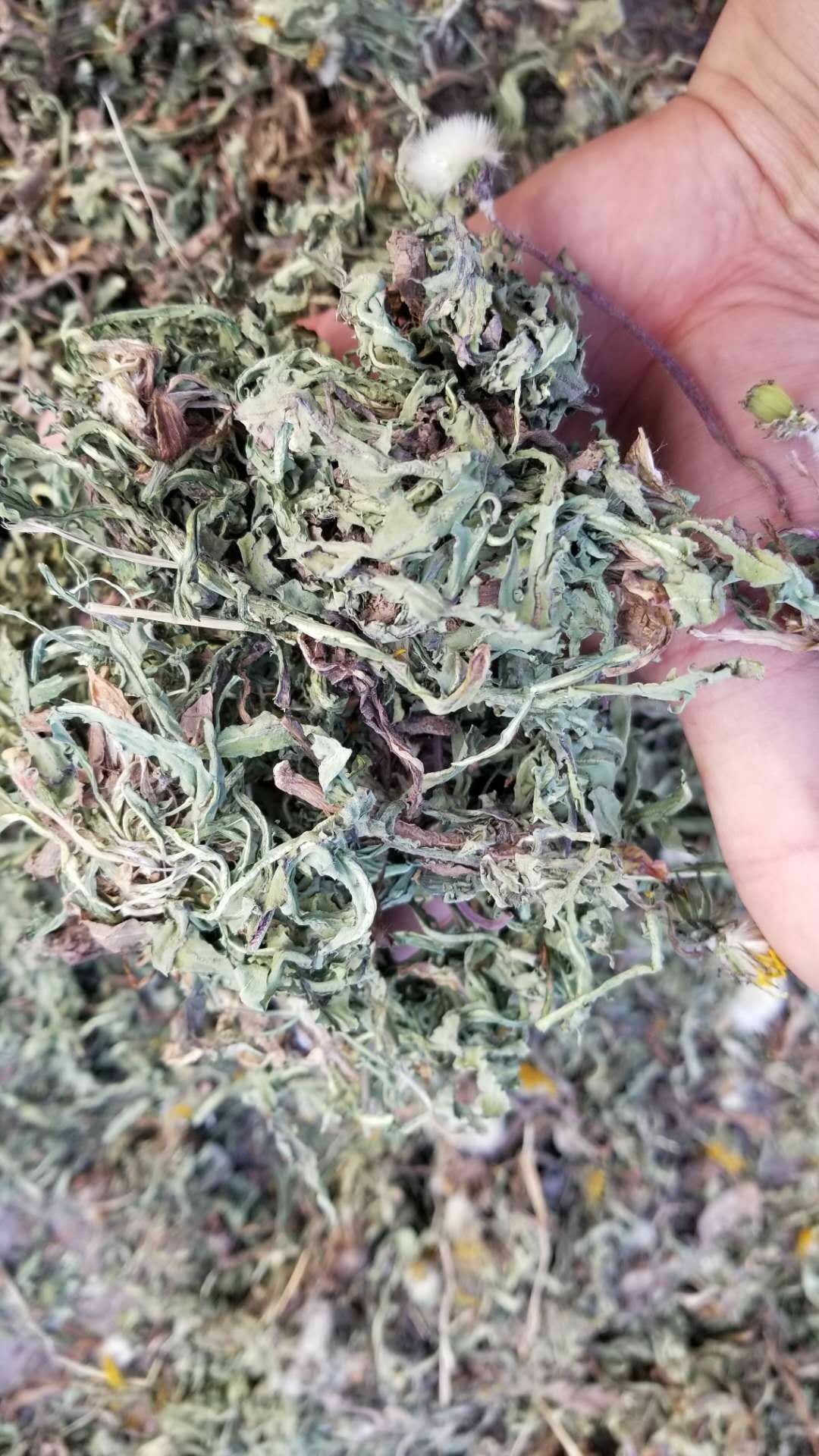 花草茶  蒲公英 茶