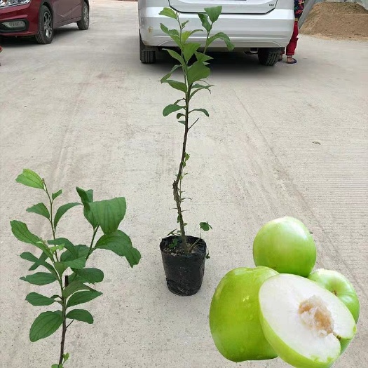 灵山县 大青枣苗树苗嫁接果树苗特大蜜丝枣盆栽果苗当年结果四季包