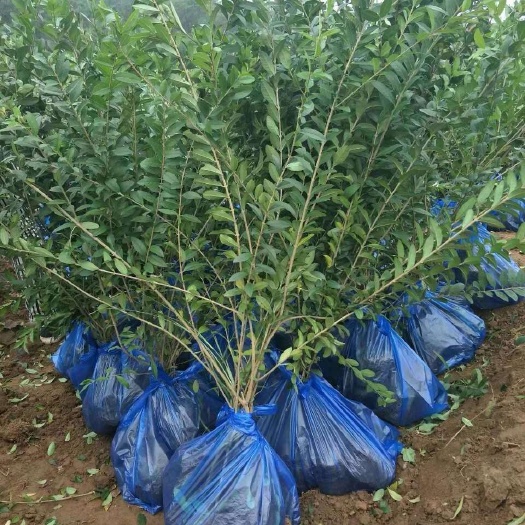东北水蜡  陕西水蜡，水蜡直销营养杯水蜡，绿叶水蜡，