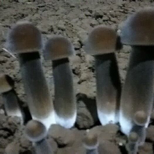 成武县 鸡枞菌