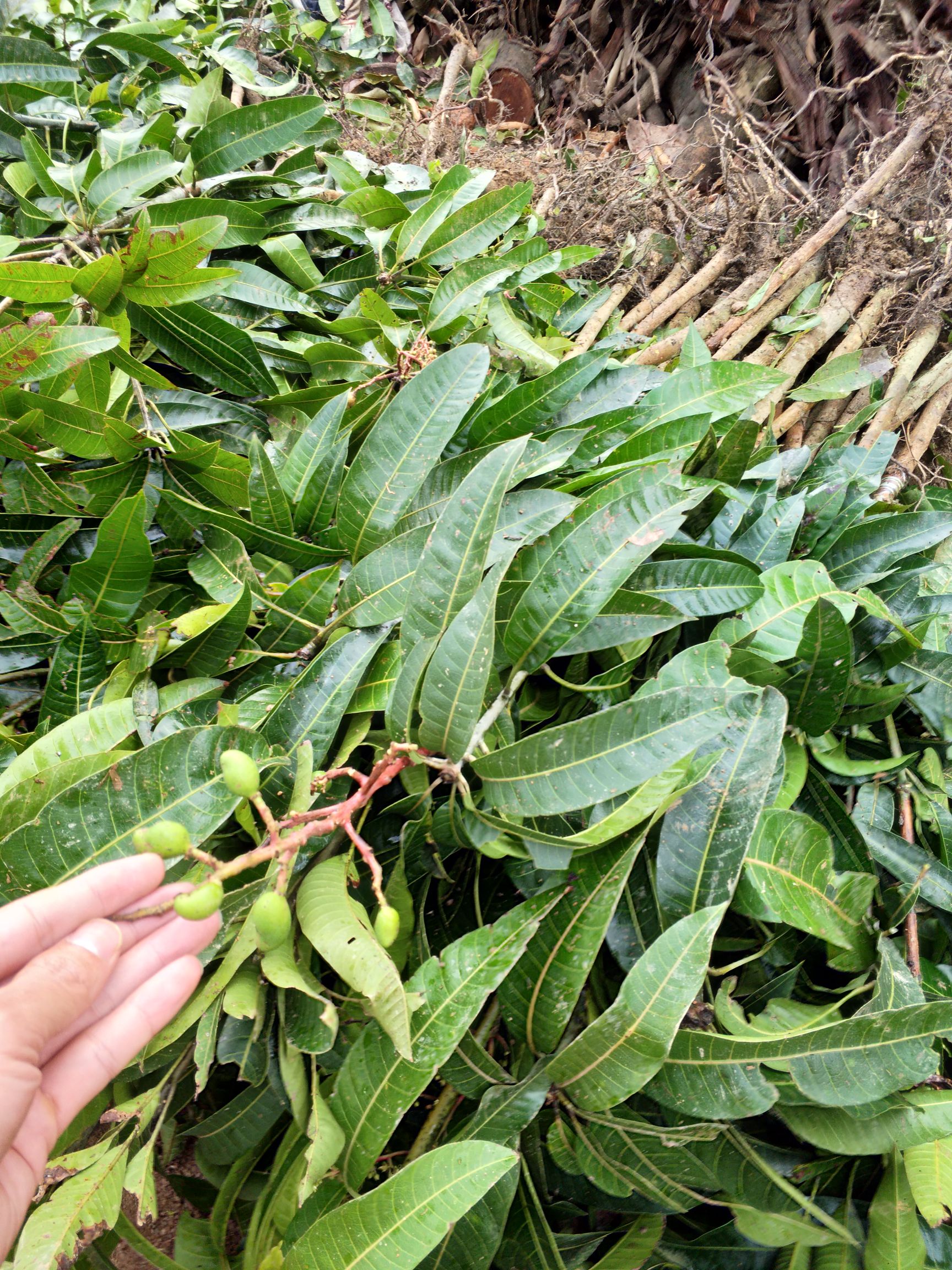  芒果苗嫁接金煌芒桂七芒台农芒四季芒红贵妃芒南北方种植当年结果