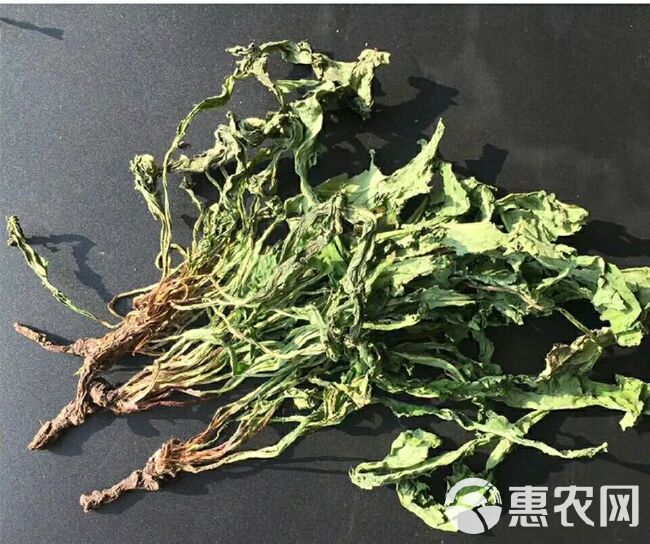 花草茶  蒲公英 茶男人健体茶